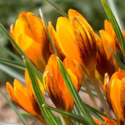 Crocus Orange Monarch 5/6cm -Plant Flower Store Crocus Orange Monarch 5 6cm 0009238 2 50807.1657704826