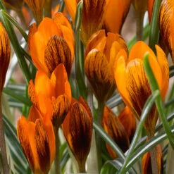 Crocus Orange Monarch 5/6cm -Plant Flower Store Crocus Orange Monarch 5 6cm 0009238 3 41633.1657704826