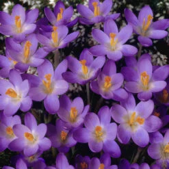 Crocus Species Collection Crocus -Plant Flower Store Crocus Species Collection 1014934 2 32154.1655468149
