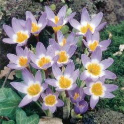 Crocus Species Collection Crocus -Plant Flower Store Crocus Species Collection 1014934 3 79031.1655468149