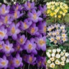 Crocus Species Collection Crocus -Plant Flower Store Crocus Species Collection 1014934 65541.1655468149