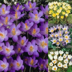 Crocus Species Collection Crocus