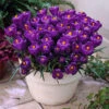 Crocus Victor Hugo 7/8cm -Plant Flower Store Crocus Victor Hugo 7 8cm 0008356 64273.1623343797