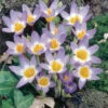 Crocus Sieberi Tricolor -Plant Flower Store Crocus sieberi Tricolor 0000034 45019.1623343133