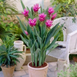 Curcuma Alismatifolia Collection Siam Tulip -Plant Flower Store Curcuma alismatifolia Collection 1022476 3 22614.1698243942