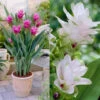 Curcuma Alismatifolia Collection Siam Tulip -Plant Flower Store Curcuma alismatifolia Collection 1022476 06693.1698243942