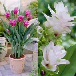 Curcuma Alismatifolia Collection Siam Tulip