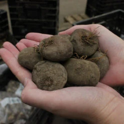 Cyclamen Collection (Spring And Autumn Pink) -Plant Flower Store Cyclamen 13 15cm 02634.1688023856