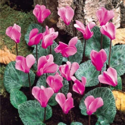 Cyclamen Collection (Spring And Autumn Pink) -Plant Flower Store Cyclamen collection spring and Autumn Pink 1022406 3 69070.1688023856