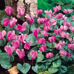 Cyclamen Collection (Spring And Autumn Pink)