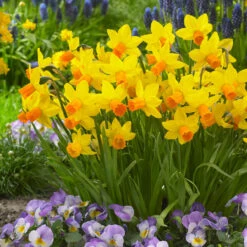 Cyclamineus Narcissus Collection -Plant Flower Store Cyclamineus Narcissus Collection 1022455 2 55126.1692781938