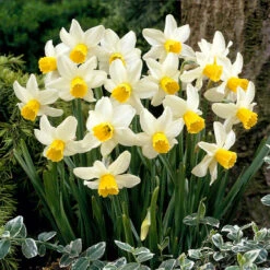 Cyclamineus Narcissus Collection -Plant Flower Store Cyclamineus Narcissus Collection 1022455 3 11667.1692781937