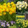 Cyclamineus Narcissus Collection -Plant Flower Store Cyclamineus Narcissus Collection 1022455 23874.1692781938