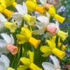 Narcissus Cyclamineus Mix 10/12cm Cyclamineus Daffodil Mixed -Plant Flower Store Cyclamineus mix 10 12cm 0006055 2 67909.1655891449