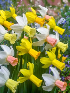 Narcissus Cyclamineus Mix 10/12cm Cyclamineus Daffodil Mixed