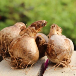 Narcissus English Grown Collection Daffodil English Grown Collection 15 Narcissus English Grown Collection Daffodil English Grown Collection -Plant Flower Store Daffodil 12 14cm 32944.1692018933