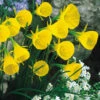 Narcissus Bulbocodium Conspicuous 5/6cm Daffodil Bulbocodium Conspicuous -Plant Flower Store Daffodil Narcissi Bulbocodium Conspicuous Yellow Hoop Petticoat 0000200 2 26196.1639993143