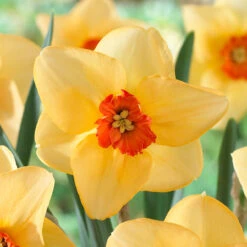 Narcissus Altruist 10-12cm Daffodil Altruist 10 Narcissus Altruist 10-12cm Daffodil Altruist -Plant Flower Store Daffodil Altruist 10 12cm 0005035 2 41495.1657718511