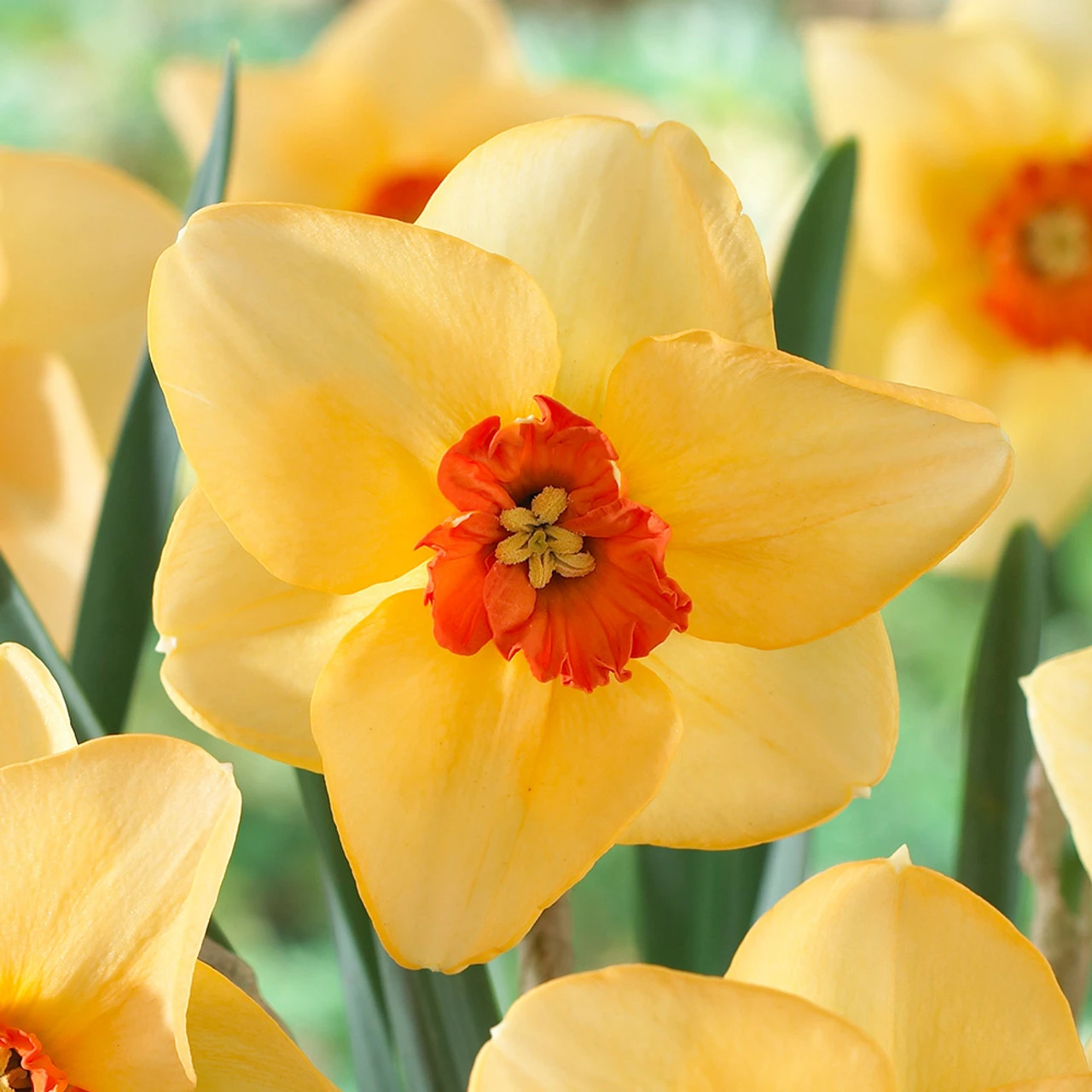 Narcissus Altruist 10-12cm Daffodil Altruist 6 Narcissus Altruist 10-12cm Daffodil Altruist - Image 4