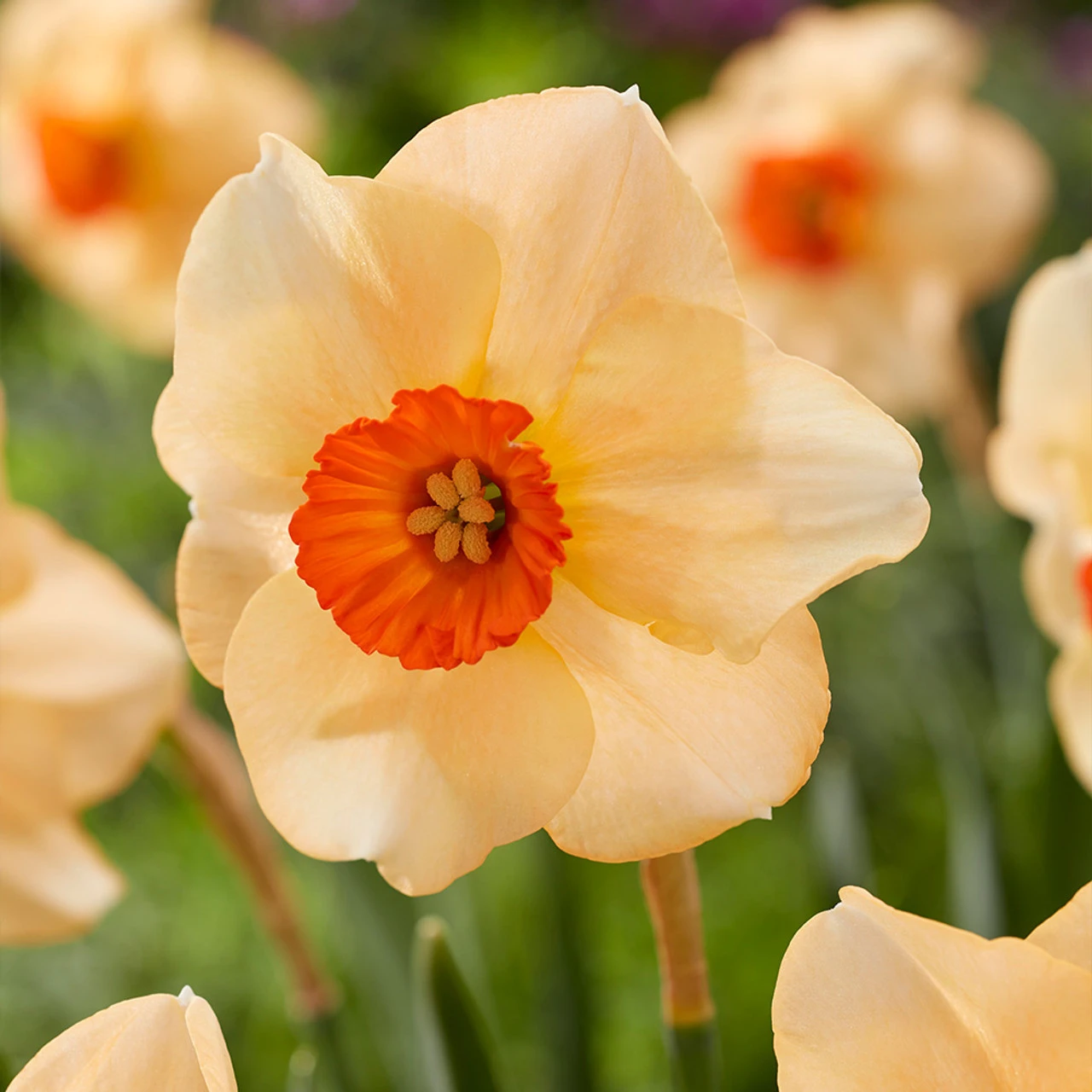 Narcissus Altruist 10-12cm Daffodil Altruist 3 Narcissus Altruist 10-12cm Daffodil Altruist