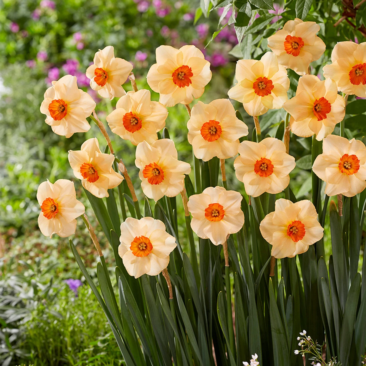 Narcissus Altruist 10-12cm Daffodil Altruist 5 Narcissus Altruist 10-12cm Daffodil Altruist - Image 3