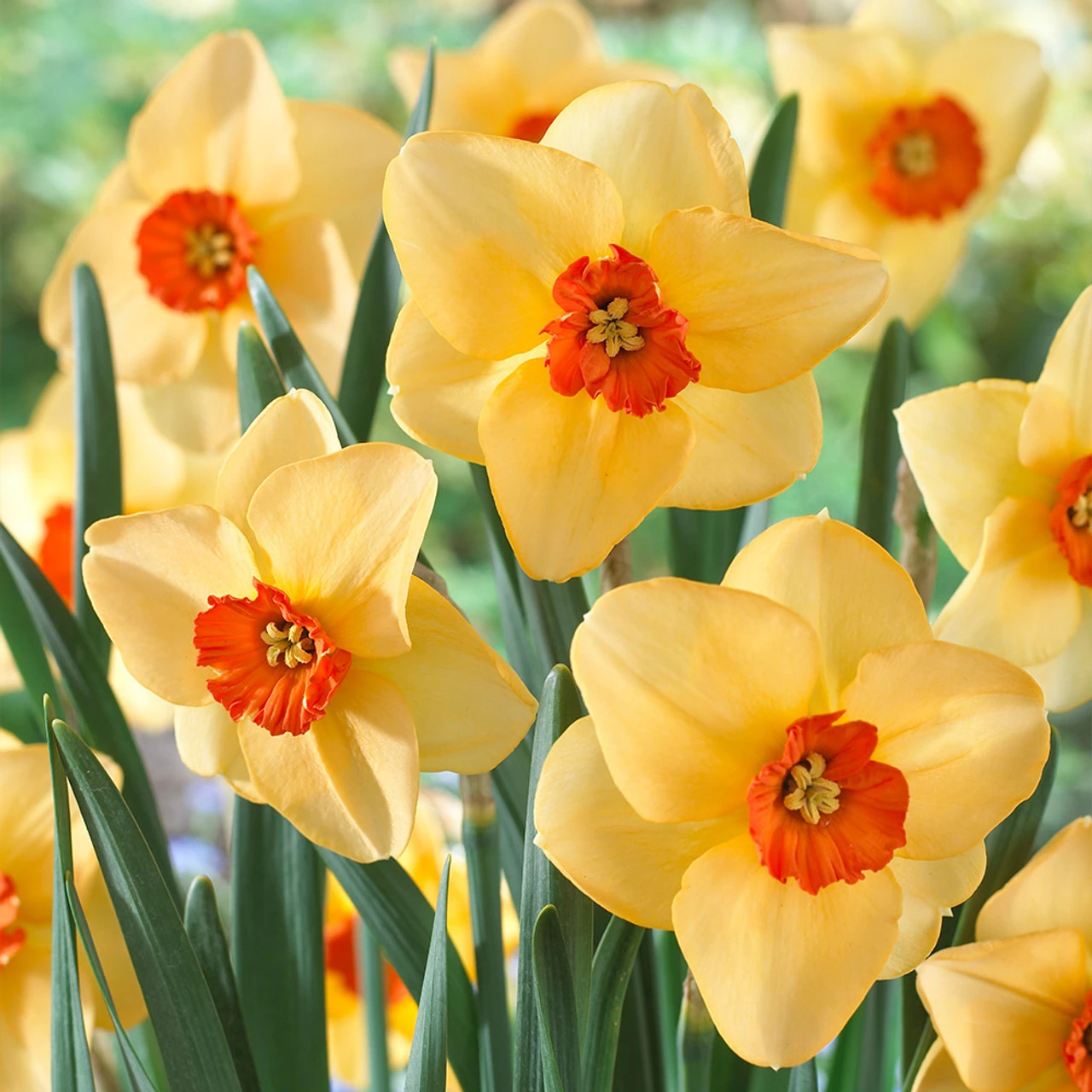 Narcissus Altruist 10-12cm Daffodil Altruist 4 Narcissus Altruist 10-12cm Daffodil Altruist - Image 2