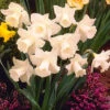 Narcissus Arctic Sensation 12/14cm Daffodil Arctic Sensation 2 Narcissus Arctic Sensation 12/14cm Daffodil Arctic Sensation -Plant Flower Store Daffodil Artic Sensation 12 14cm 0009252 74709.1623343880