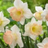 Narcissus British Gamble 12/14cm Daffodil British Gamble