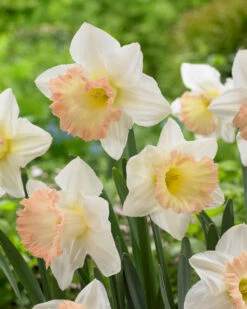Narcissus British Gamble 12/14cm Daffodil British Gamble