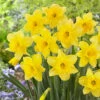 Daffodil 'Carlton'