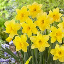 Daffodil 'Carlton'