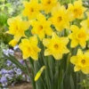 Narcissus Carlton Daffodil Carlton 2 Narcissus Carlton Daffodil Carlton -Plant Flower Store Daffodil Carlton 0000094 09098.1623344171