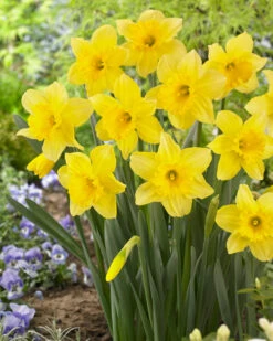 Narcissus Carlton Daffodil Carlton