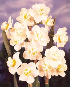 Narcissus Cheerfulness 12-14cm Daffodil Cheerfulness DN2 -Plant Flower Store Daffodil Cheerfulness DN2 0000156 2 93107.1623343134