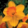 Narcissus Delibes 12/14cm Daffodil Delibes -Plant Flower Store Daffodil Delibes 0000096 94399.1655896963