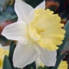 Narcissus Ellen 12-14cm Daffodil Ellen -Plant Flower Store Daffodil Ellen 12 14cm 0003881 31908.1655897158