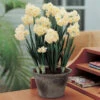 Narcissus Erlicheer 12/14cm Daffodil Erlicheer -Plant Flower Store Daffodil Erlicheer 0003883 75092.1639992062