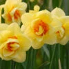 Narcissus Furbelow 12/14cm Daffodil Furbelow -Plant Flower Store Daffodil Furbelow 12 14cm 0008706 64337.1623343828