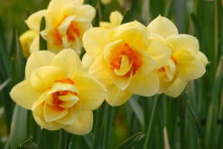 Narcissus Furbelow 12/14cm Daffodil Furbelow