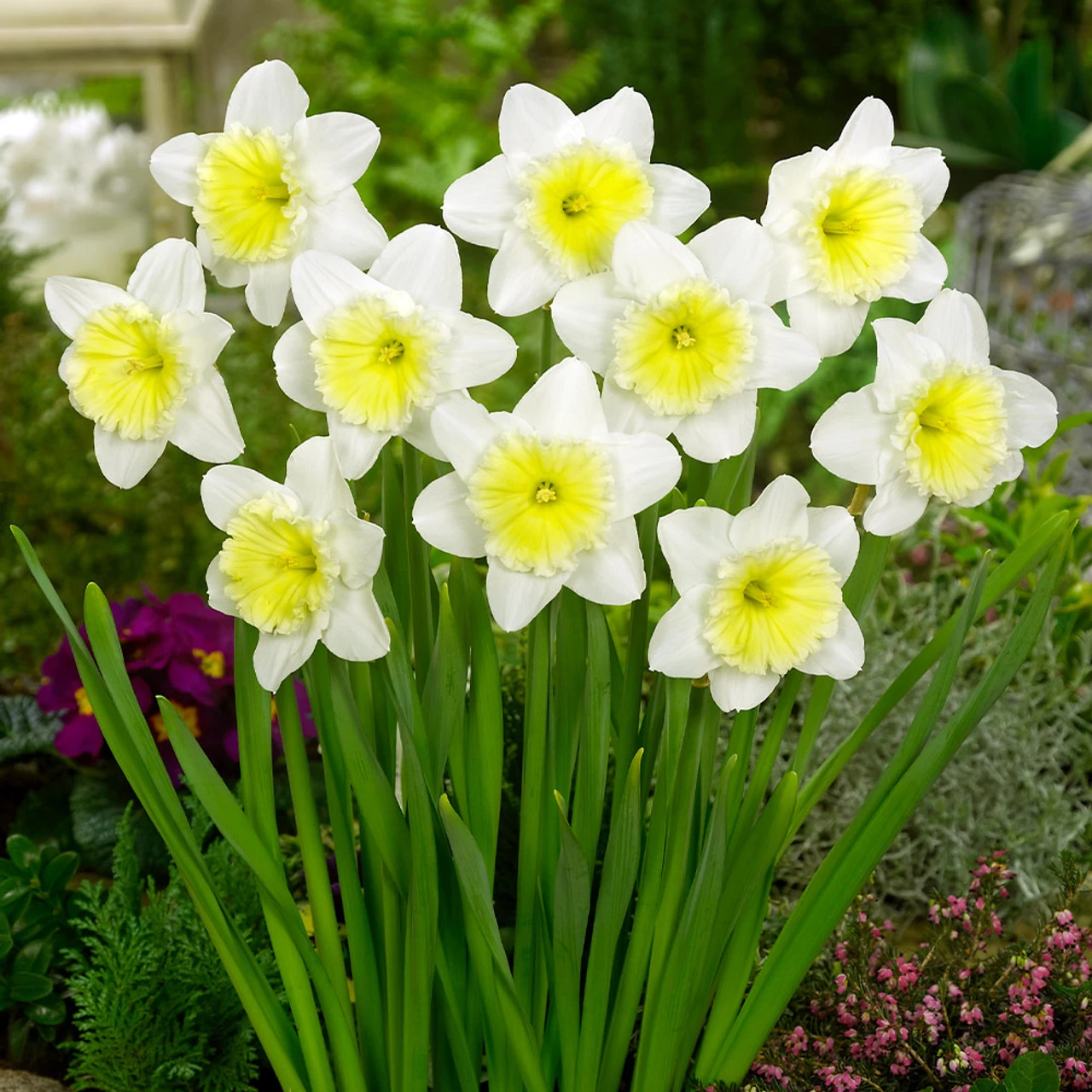 Narcissus Ice Follies 12-14cm Daffodil Ice Follies 3 Narcissus Ice Follies 12-14cm Daffodil Ice Follies