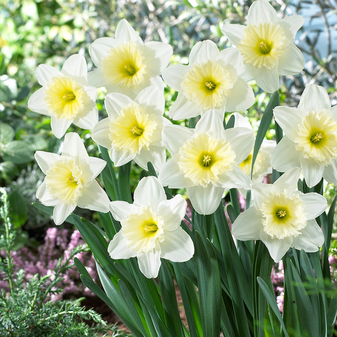 Narcissus Ice Follies 12-14cm Daffodil Ice Follies 4 Narcissus Ice Follies 12-14cm Daffodil Ice Follies - Image 2