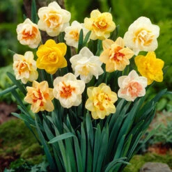 100 Daffodil Mixtures Collection 11 100 Daffodil Mixtures Collection -Plant Flower Store Daffodil Mixtures Collection PX0419 1017757 2 11228.1624543148