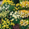 100 Daffodil Mixtures Collection -Plant Flower Store Daffodil Mixtures Collection PX0419 1017757 10782.1624543148