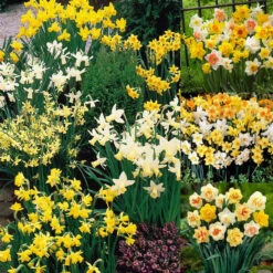 100 Daffodil Mixtures Collection
