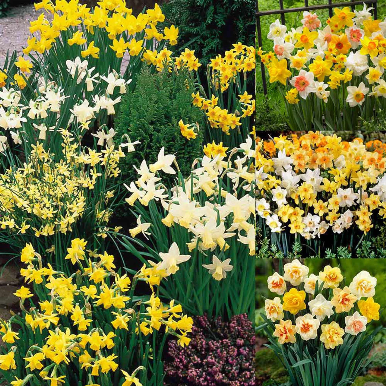 100 Daffodil Mixtures Collection 3 100 Daffodil Mixtures Collection