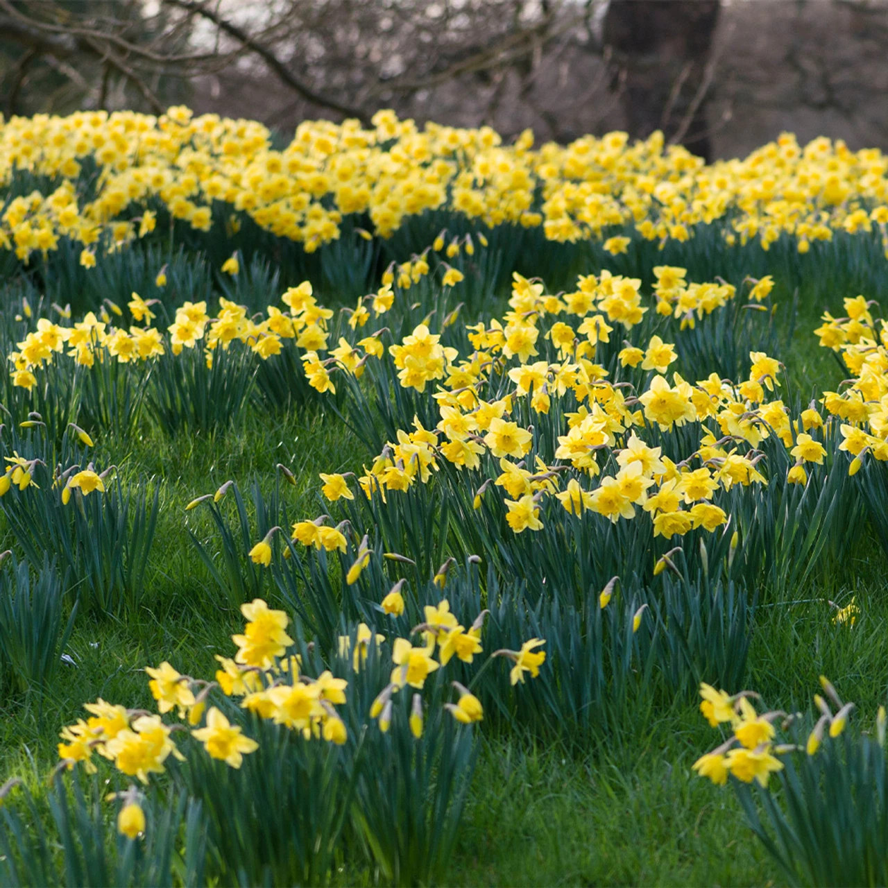 Narcissus Obvallaris (Tenby) 10/12cm Daffodil Obvallaris (Tenby) 4 Narcissus Obvallaris (Tenby) 10/12cm Daffodil Obvallaris (Tenby) - Image 2