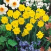 Narcissus Obvallaris (Tenby) 10/12cm Daffodil Obvallaris (Tenby) -Plant Flower Store Daffodil Obvallaris Tenby 0011646 82474.1624538364
