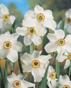 Narcissus Pheasant Eye 10-12cm Daffodil Pheasant Eye -Plant Flower Store Daffodil Pheasant Eye 10 12cm 0003424 2 92480.1623343498