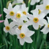 Narcissus Pheasant Eye 10-12cm Daffodil Pheasant Eye -Plant Flower Store Daffodil Pheasant Eye 10 12cm 0003424 3 56309.1655894902