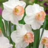 Narcissus Pink Pride 12/14cm Daffodil Pink Pride